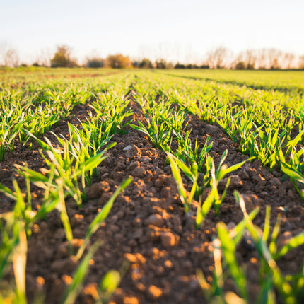 Collection image for: Agriculture & Garden